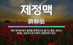 🌟제정맥: 태아 때 태반에서 혈액을 정맥관으로 옮기는 혈관. 태어난 후에는 섬유끈으로 바뀌어 간원인대가 된다. - 표준국어대사전
