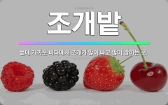 🌟조개밭: 뭍에 가까운 바다에서 조개가 많이 나고 많이 잡히는 곳. - 표준국어대사전
