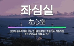 🌟좌심실: 심장의 왼쪽 아래에 있는 방. 왼심방에서 피를 받아 대동맥을 통해 온몸으로 피를 보낸다. - 표준국어대사전