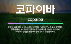 🌟코파이바: 콩과의 상록 교목. 높이는 6미터 정도이며, 잎은 어긋나고 우상 복엽이다. 꽃은 복총상 화서로... - 표준국어대사전