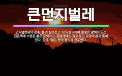 🌟큰먼지벌레: 먼지벌렛과의 곤충. 몸의 길이는 2.1cm 정도이며 몸빛은 광택이 있는 검은색에 수염은 붉은... - 표준국어대사전