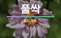 🌟풀싹: 풀의 새싹. - 표준국어대사전