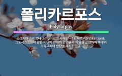🌟폴리카르포스: 소아시아 스미르나(Smyrna)의 사제(?~?). 마르키온(Marcion), 그노시스주의와... - 표준국어대사전