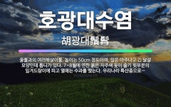 🌟호광대수염: 꿀풀과의 여러해살이풀. 높이는 50cm 정도이며, 잎은 마주나고 긴 달걀 모양인데 톱니가 있... - 표준국어대사전