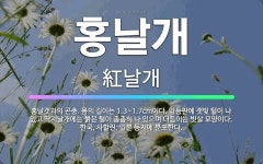 🌟홍날개: 홍날갯과의 곤충. 몸의 길이는 1.3~1.7cm이다. 앞등판에 잿빛 털이 나 있고 딱지날개에는 ... - 표준국어대사전