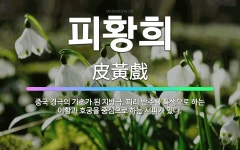 🌟피황희: 중국 경극의 기초가 된 지방극. 피리 반주를 특색으로 하는 이황과 호궁을 중심으로 하는 서피가 있다. - 표준국어대사전