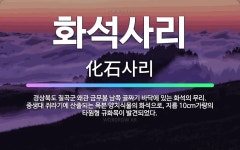 🌟화석사리: 경상북도 칠곡군 왜관 금무봉 남쪽 골짜기 바닥에 있는 화석의 무리. 중생대 쥐라기에 산출되는 ... - 표준국어대사전