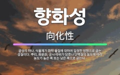 🌟향화성: 굴성의 하나. 식물체가 화학 물질에 대하여 일정한 방향으로 굽는 성질이다. 뿌리, 화분관, 균사... - 표준국어대사전