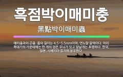 🌟흑점박이매미충: 매미충과의 곤충. 몸의 길이는 4.5~5.5mm이며, 연노랑 갈색이다. 머리 꼭대기의 가... - 표준국어대사전