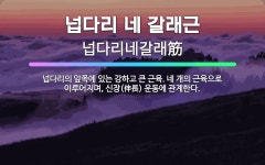 🌟넙다리 네 갈래근: 넙다리의 앞쪽에 있는 강하고 큰 근육. 네 개의 근육으로 이루어지며, 신장(伸長) 운... - 표준국어대사전