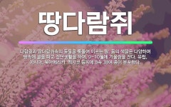🌟땅다람쥐: 다람쥣과 땅다람쥐속의 동물을 통틀어 이르는 말. 몸의 색깔은 다양하며 땅속에 굴을 파고 집단생... - 표준국어대사전