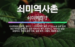 🌟쇠미역사촌: 다시맛과의 갈조류. 길이가 1~2미터이며, 폭은 5~30cm로 누런 갈색 또는 어두운 갈색이... - 표준국어대사전