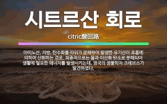 🌟시트르산 회로: 아미노산, 지방, 탄수화물 따위가 분해하여 발생한 유기산이 호흡에 의하여 산화하는 경로.... - 표준국어대사전