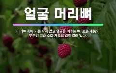 🌟얼굴 머리뼈: 머리뼈 중에 뇌를 싸지 않고 얼굴을 이루는 뼈. 호흡 계통의 부분인 코와 소화 계통의 입이... - 표준국어대사전