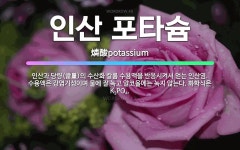 🌟인산 포타슘: 인산과 당량(當量)의 수산화 칼륨 수용액을 반응시켜서 얻는 인산염. 수용액은 강염기성이며 ... - 표준국어대사전