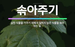 🌟솎아주기: 실한 식물을 가꾸기 위해서 실하지 않은 식물을 솎아 내는 일. - 표준국어대사전