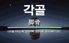 🌟각골: 다리를 이루는 뼈. 넙다리뼈, 정강이뼈, 종아리뼈가 있다. - 표준국어대사전