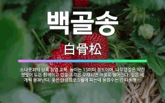 🌟백골송: 소나뭇과의 상록 침엽 교목. 높이는 15미터 정도이며, 나무껍질은 약간 잿빛이 도는 흰색이고 껍... - 표준국어대사전