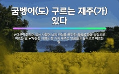 🌟굼벵이(도) 구르는 재주(가) 있다: 아무런 능력이 없는 사람이 남의 관심을 끌 만한 행동을 함을 놀림조... - 표준국어대사전