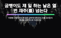 🌟굼벵이도 제 일 하는 날은 열 번 재주(를) 넘는다: 미련한 사람이라도 제 일이 급하게 되면 무슨 수를 ... - 표준국어대사전