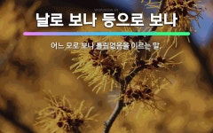 🌟날로 보나 등으로 보나: 어느 모로 보나 틀림없음을 이르는 말. - 표준국어대사전