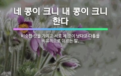 🌟네 콩이 크니 내 콩이 크니 한다: 비슷한 것을 가지고 서로 제 것이 낫다고 다툼을 비유적으로 이르는 말. - 표준국어대사전