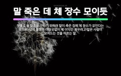 말 죽은 데 체 장수 모이듯: 쳇불로 쓸 말총을 구하기 위하여 말이 죽은 집에 체 장수가 모인다는 뜻으로... - 표준국어대사전