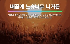 🌟배꼽에 노송나무 나거든: 사람이 죽은 뒤 무덤 위에 소나무가 나서 노송이 된다는 뜻으로, 기약할 수 없음... - 표준국어대사전