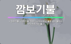 🌟깜보기불: → 깜부기불. (깜부기불: 깜부기숯 따위에서, 불꽃 없이 붙어서 거의 꺼져 가는 불.) - 표준국어대사전