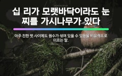 🌟십 리가 모랫바닥이라도 눈 찌를 가시나무가 있다: 아주 친한 벗 사이에도 원수가 섞여 있을 수 있음을 비... - 표준국어대사전