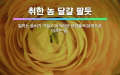 🌟취한 놈 달걀 팔듯: 일하는 솜씨가 거칠고 어지러운 모양을 비유적으로 이르는 말. - 표준국어대사전