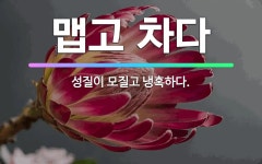 🌟맵고 차다: 성질이 모질고 냉혹하다. - 표준국어대사전