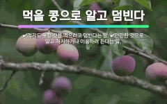 🌟먹을 콩으로 알고 덤빈다: 먹지도 못할 것을 먹으려고 덤빈다는 말., 만만한 것으로 알고 차지하거나 이용... - 표준국어대사전