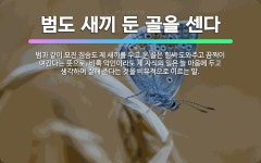 🌟범도 새끼 둔 골을 센다: 범과 같이 모진 짐승도 제 새끼를 두고 온 골은 힘써 도와주고 끔찍이 여긴다는... - 표준국어대사전