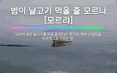 🌟범이 날고기 먹을 줄 모르나[모르랴]: 당연히 범은 날고기를 먹을 줄 안다는 뜻으로, 뻔한 사실임을 비유... - 표준국어대사전