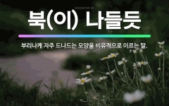 🌟북(이) 나들듯: 부리나케 자주 드나드는 모양을 비유적으로 이르는 말. - 표준국어대사전