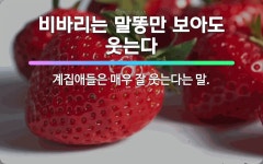 🌟비바리는 말똥만 보아도 웃는다: 계집애들은 매우 잘 웃는다는 말. - 표준국어대사전