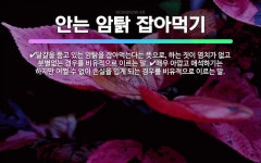🌟안는 암탉 잡아먹기: 매우 아깝고 애석하기는 하지만 어쩔 수 없이 손실을 입게 되는 경우를 비유적으로 이... - 표준국어대사전