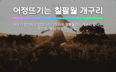 🌟어정뜨기는 칠팔월 개구리: 태도가 엉성하고 덤벙거리기가 마치 칠팔월경의 개구리 같다는 뜻으로, 몹시 어정... - 표준국어대사전