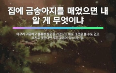 🌟집에 금송아지를 매었으면 내 알 게 무엇이냐: 아무리 귀중하고 훌륭한 물건을 가졌다고 해도 그것을 볼 수... - 표준국어대사전