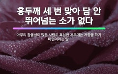 🌟홍두깨 세 번 맞아 담 안 뛰어넘는 소가 없다: 아무리 참을성이 많은 사람도 혹심한 처우에는 저항을 하기... - 표준국어대사전