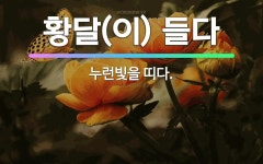 🌟황달(이) 들다: 누런빛을 띠다. - 표준국어대사전