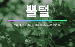 🌟뿔털: 새의 귓가나 머리 따위에 뿔 모양으로 솟은 털. - 표준국어대사전