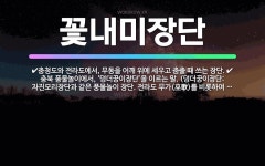🌟꽃내미장단: 충청도와 전라도에서, 무동을 어깨 위에 세우고 춤출 때 쓰는 장단., 충북 풍물놀이에서, ‘... - 표준국어대사전