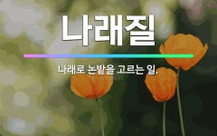 🌟나래질: 나래로 논밭을 고르는 일. - 표준국어대사전