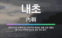 🌟내초: 내피의 바로 안쪽에 있는 유조직의 세포층. 보통 고등 식물의 줄기 또는 뿌리에 있는데, 없는 것도... - 표준국어대사전