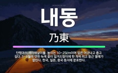 🌟내동: 단향과의 여러해살이풀. 높이는 10~25cm이며 잎은 어긋나고 좁고 길다. 5~8월에 연한 녹색 ... - 표준국어대사전