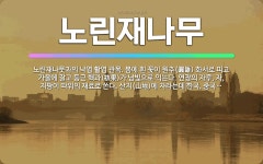 🌟노린재나무: 노린재나뭇과의 낙엽 활엽 관목. 봄에 흰 꽃이 원추(圓錐) 화서로 피고 가을에 잘고 둥근 핵... - 표준국어대사전