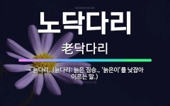 🌟노닥다리: → 늙다리. (늙다리: 늙은 짐승., ‘늙은이’를 낮잡아 이르는 말.) - 표준국어대사전