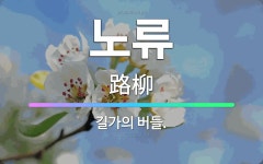 🌟노류: 길가의 버들. - 표준국어대사전